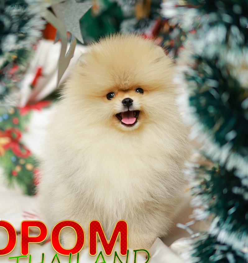 ปอมแท้ ปอมหน้าหมี HRM-10382 เพศชาย สีส้ม อายุ 2 เดือน ขนแน่น ขาใหญ่ กินเก่ง หน้า...