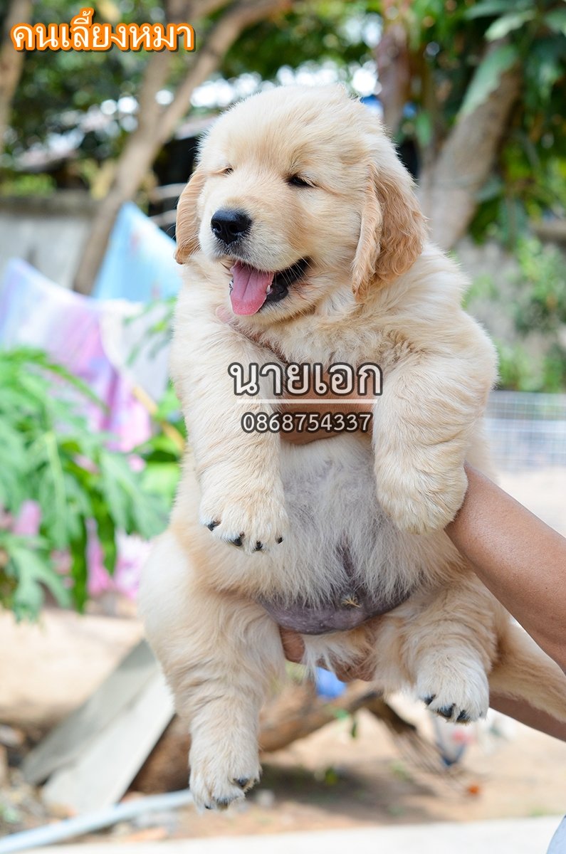 ขายลูกโกลเด้นแท้ ลูกโกลเด้นรีทรีฟเวอร์ พร้อมส่งลูกค้า กรุงเทพฯ นนทบุรี ปทุมธานี...