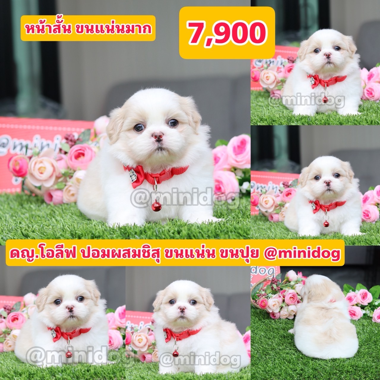 ชิสุผสมปอม