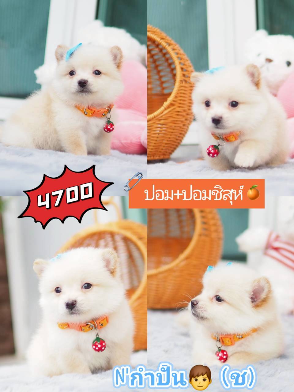 ปอมชิสุ กิ๊ฟซ่า