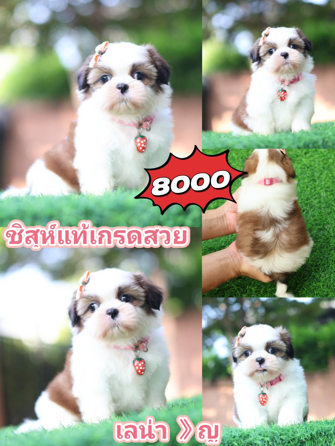 Kibzaa shihtzu