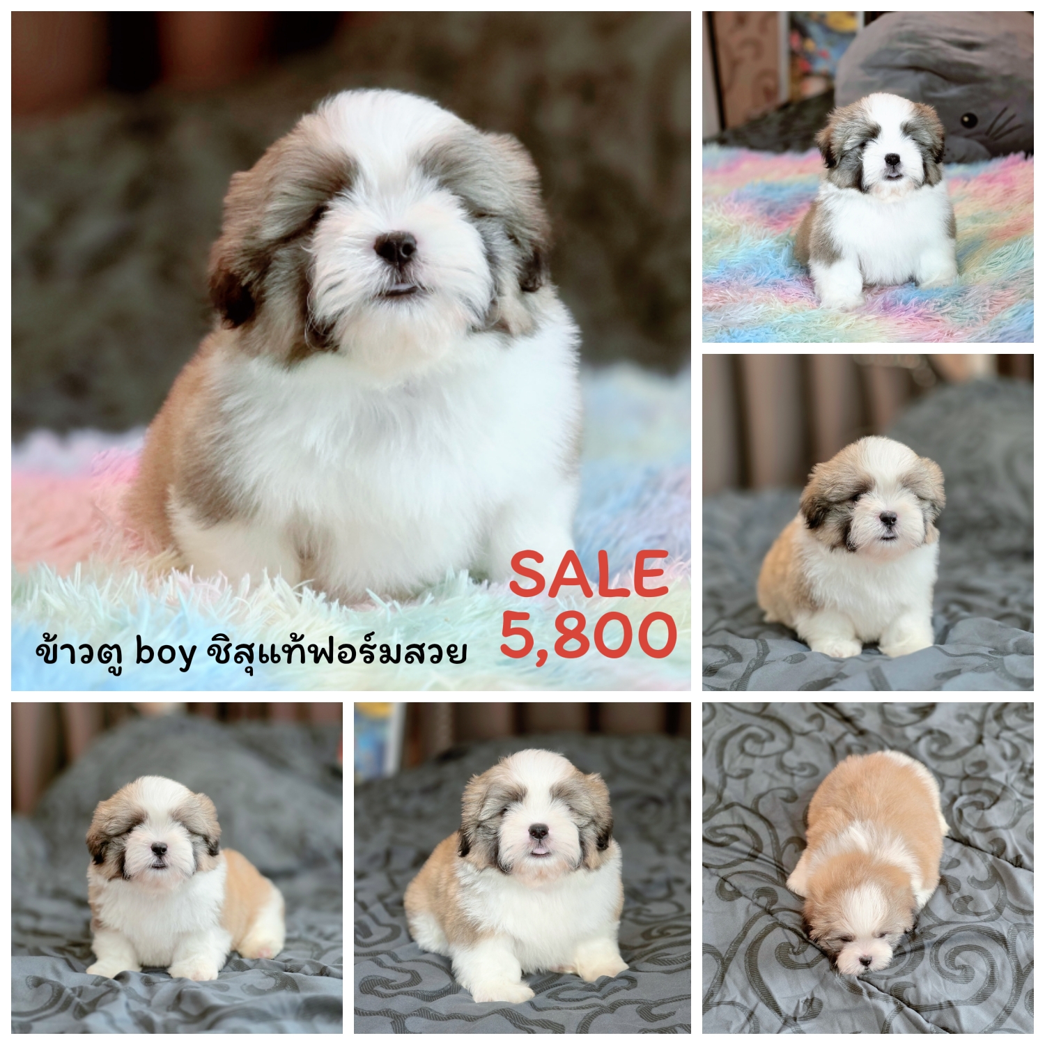 ชิสุแท้เกรดสวยเพศผู้