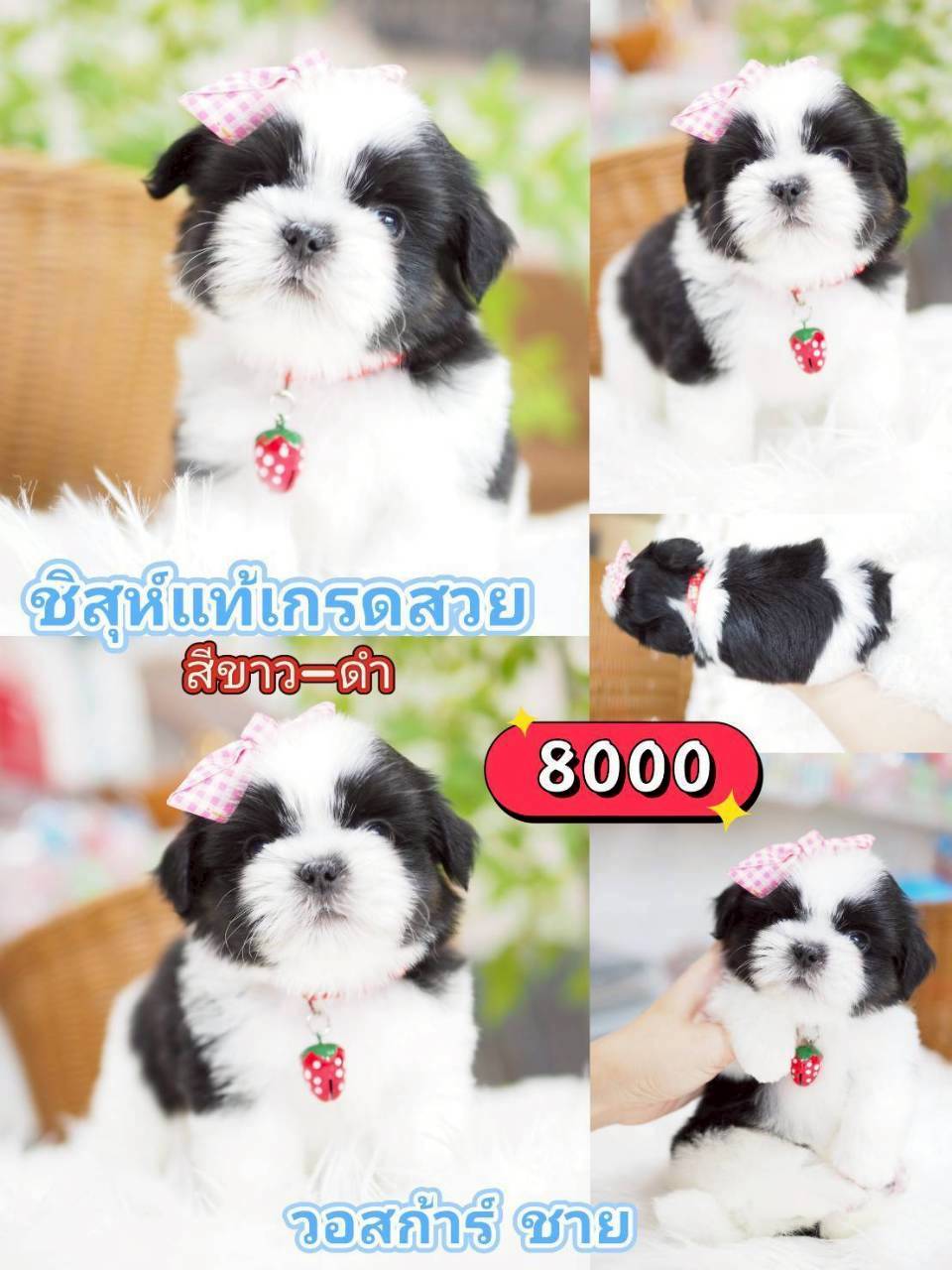 ชิสุห์แท้ ขาวดำ