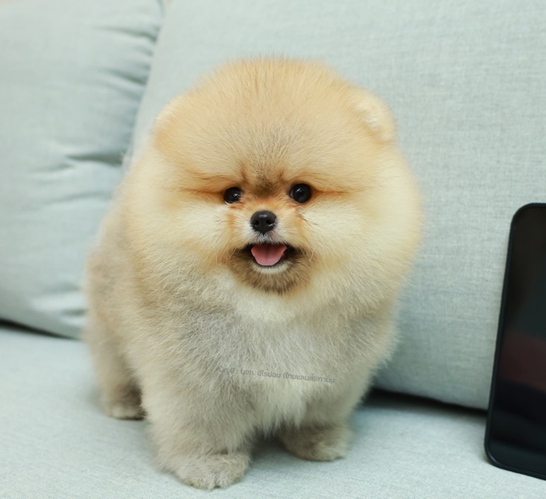 ปอมหน้าหมี ปอมแท้ ปอมเมอเรเนียน HRF-85163 เพศหญิง สีส้ม อายุ 2 เดือน ตัวเล็ก ขาส...