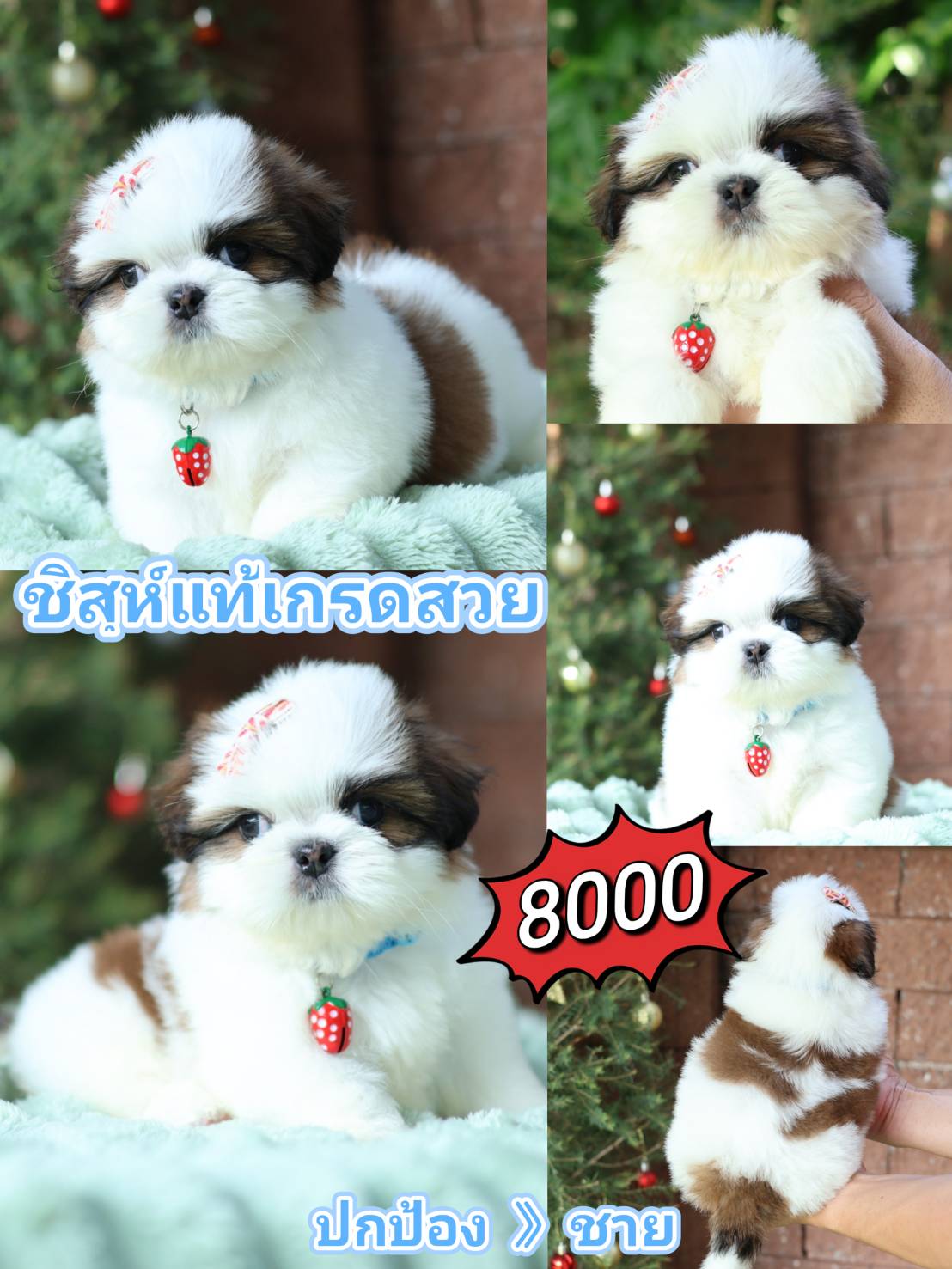 Shihtzu