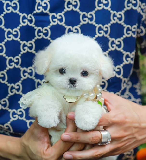 มินิบิชอง BCF-24529 เพศหญิง สีขาว น่ารักมาก ขนนุ่มขนแน่น หน้าแบ๊ว เห็นแล้วใจละลา...