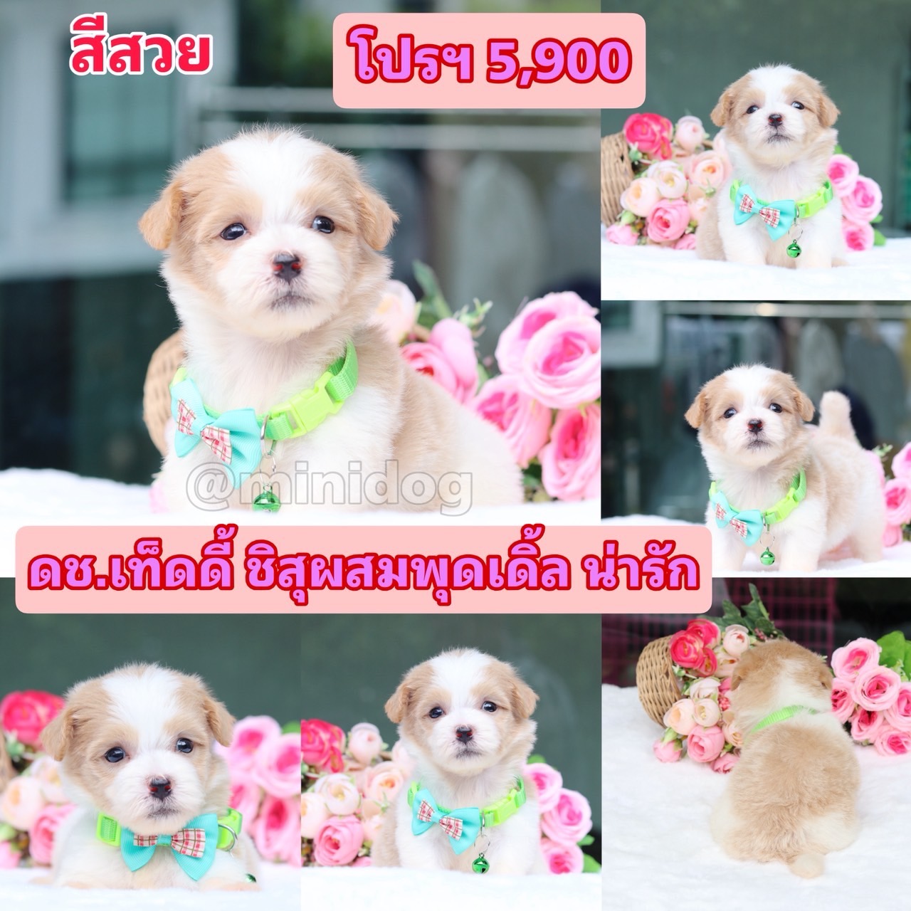 ชิสุผสมพุดเดิ้ล