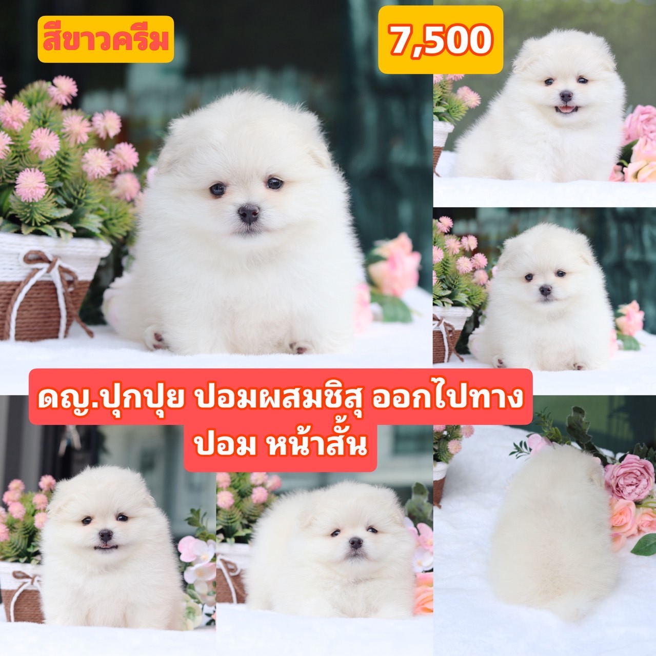 ชิสุผสมปอม ขนปุย เกรดสวย