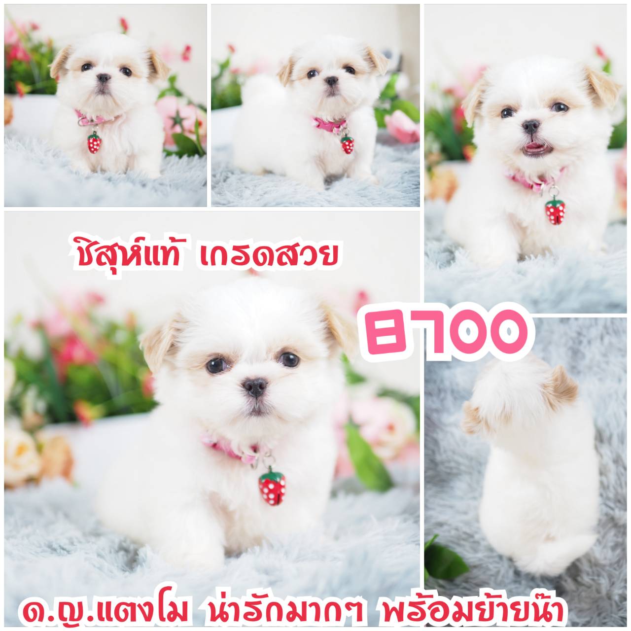 ชิสุห์แท้