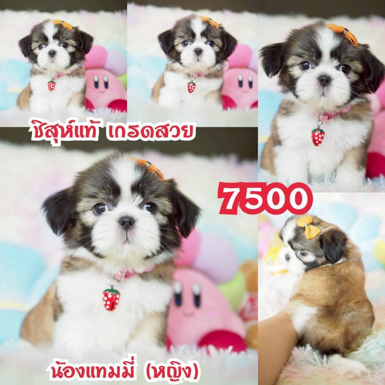 ❤️บ้านกิ๊ฟซ่า