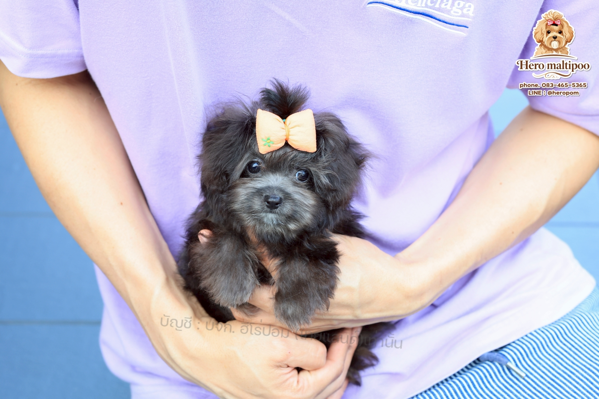 มอลติพู MTP-F-63168 เพศหญิง สีเทา สวยหวานลูกคุณ ตัวเล็ก ขนนุ่ม สายเลือดคุณพ่อคุณ...