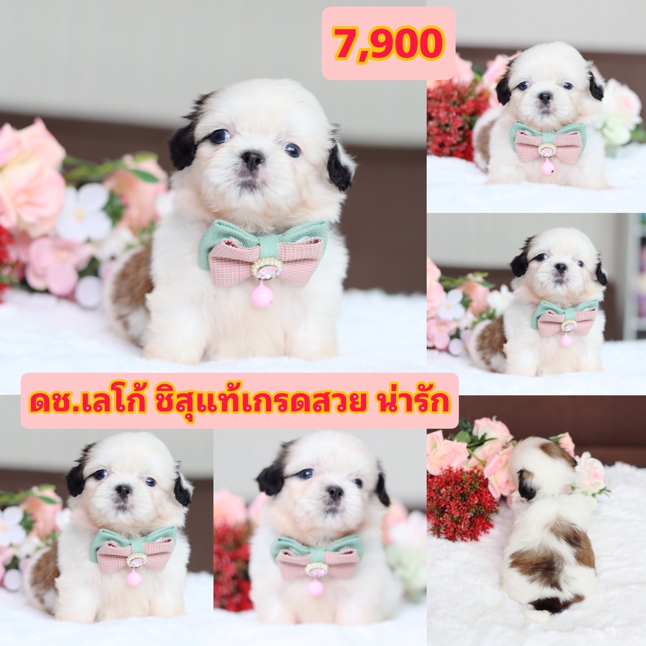 ชิสุแท้เกรดสวย