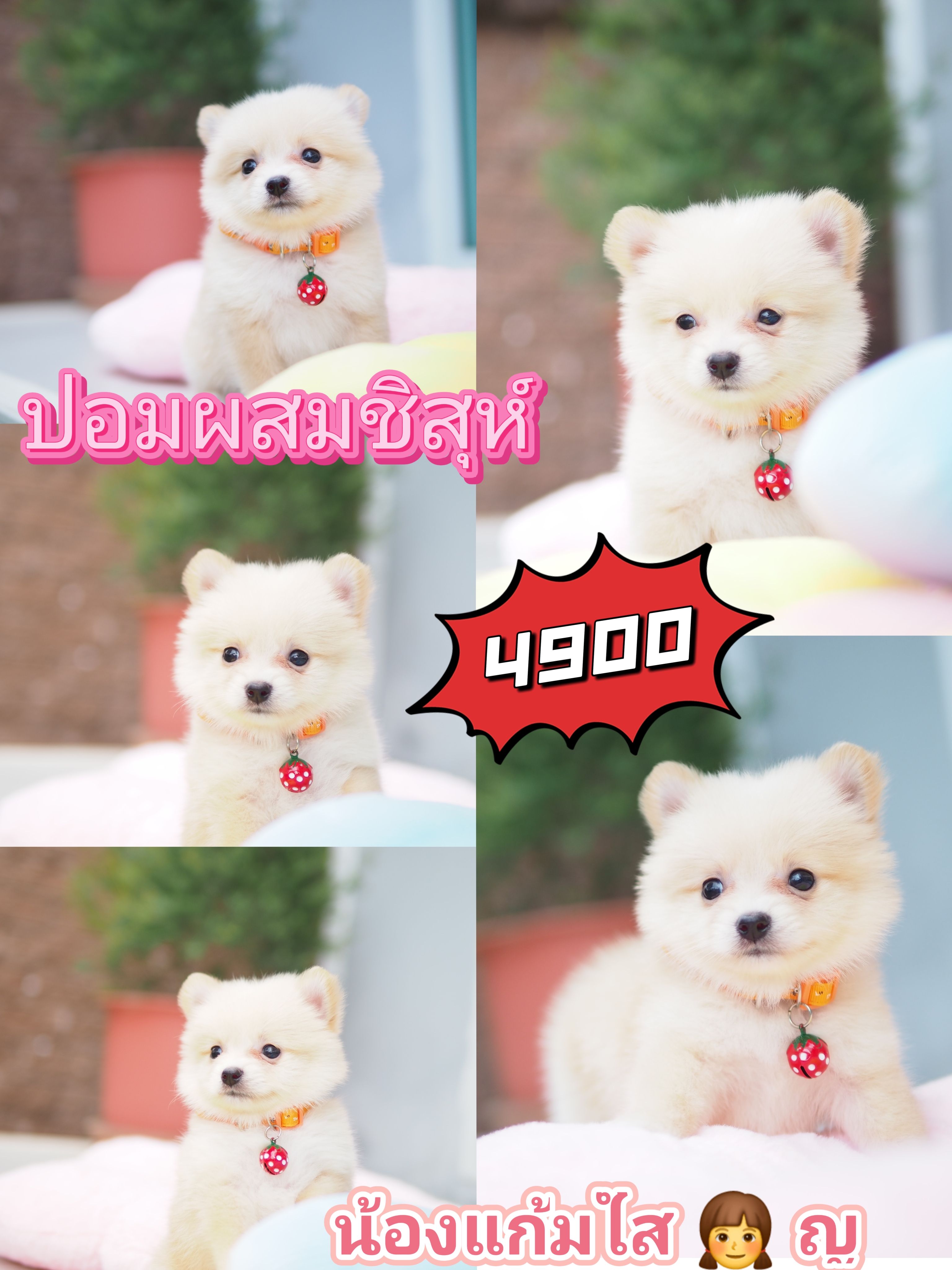 ปอมชิสุ
