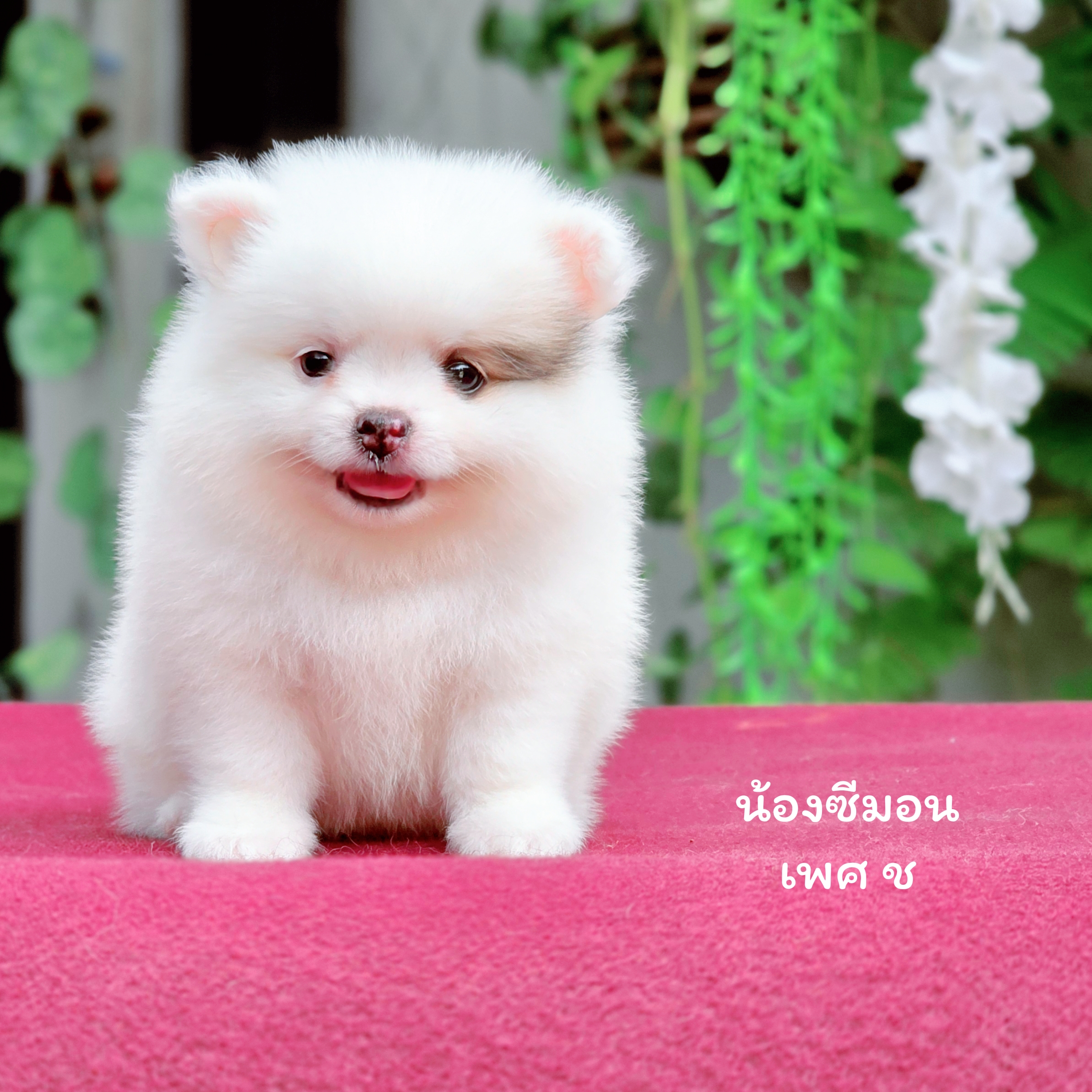 ปอมแท้หนุ่มหล่อ