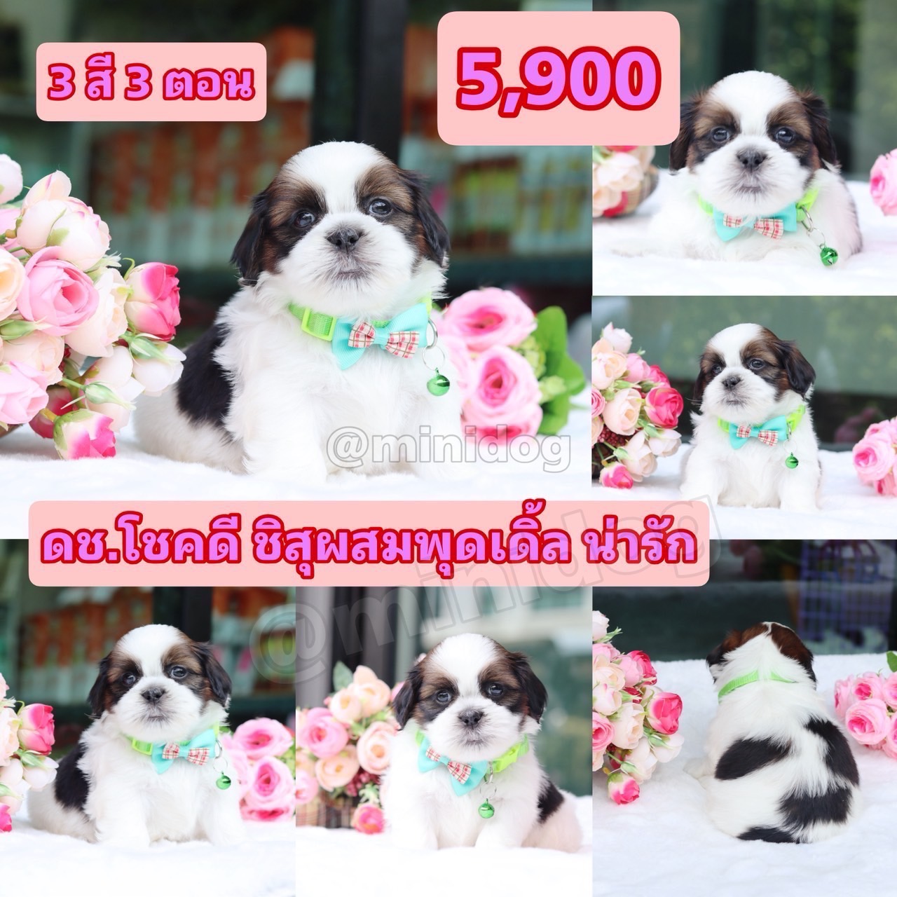 ชิสุผสมพุดเดิ้ล