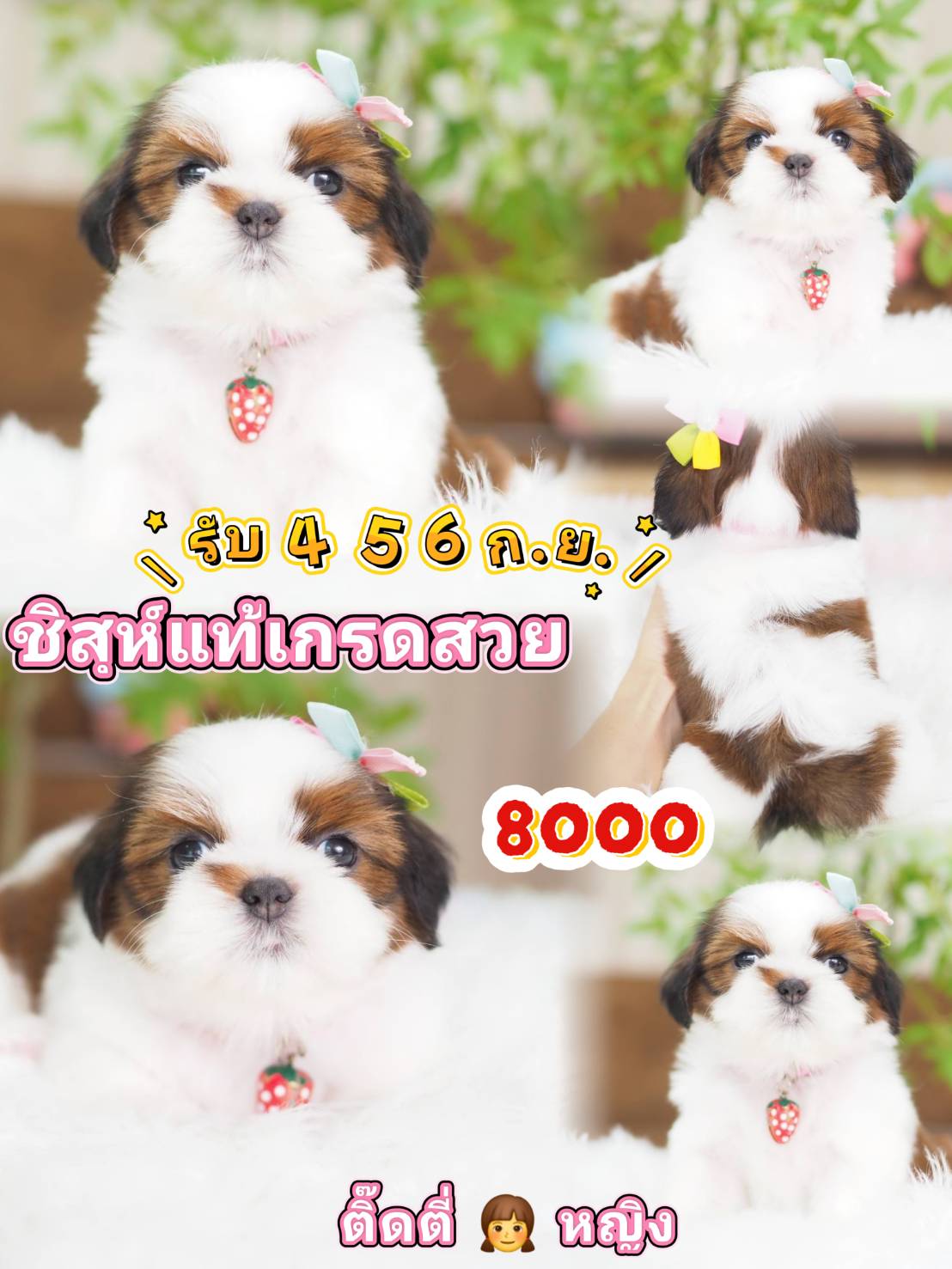 Shihtzu