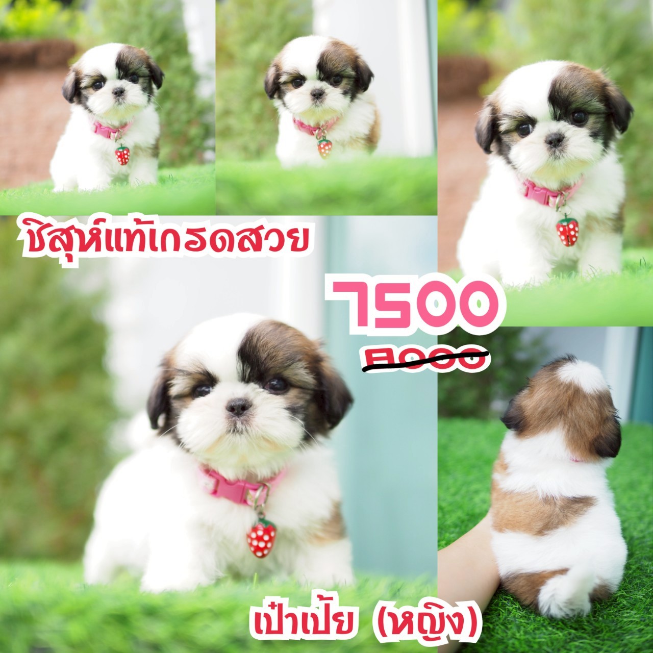 ชิสุห์แท้ กิ๊ฟซ่า