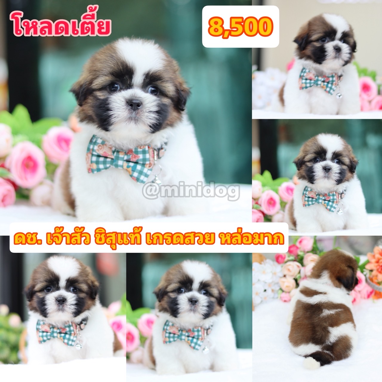 ชิสุแท้เกรดสวย