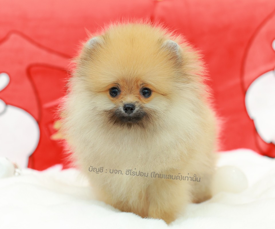 ปอมแท้ ปอมหน้าหมี HRF-10821 เพศหญิง สีส้ม ตัวจิ๋วตัวเล็ก แก้มอ้วน น่าฟัดมาก ๆ ตอ...