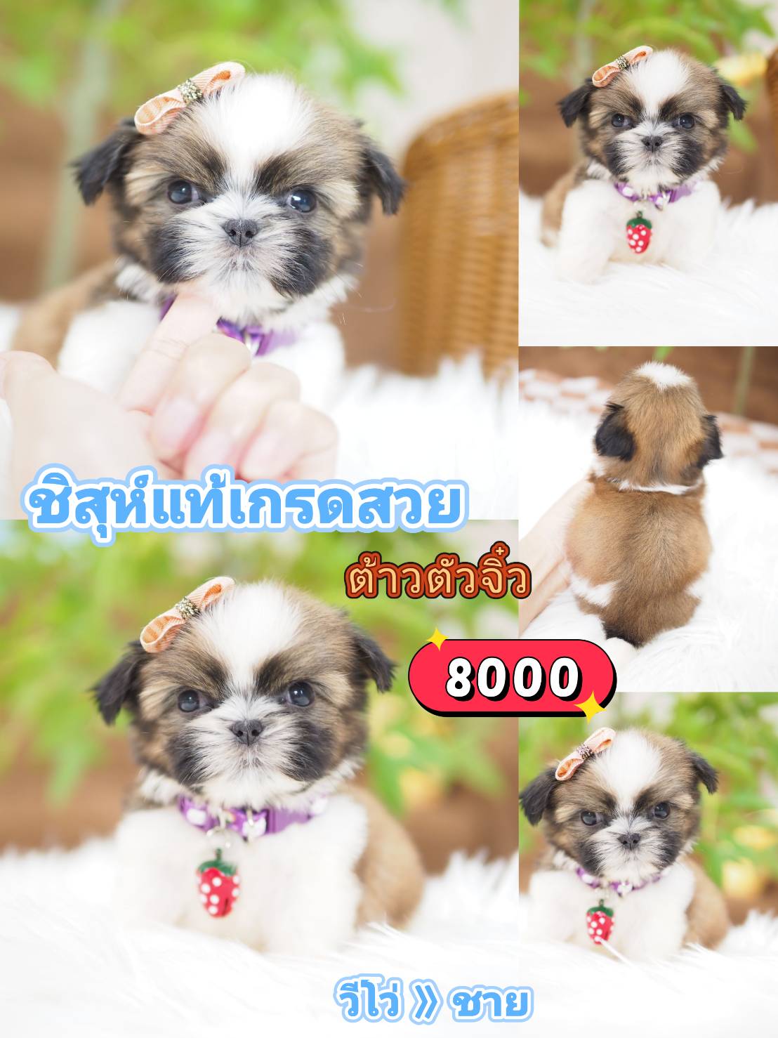 SHIHTZU