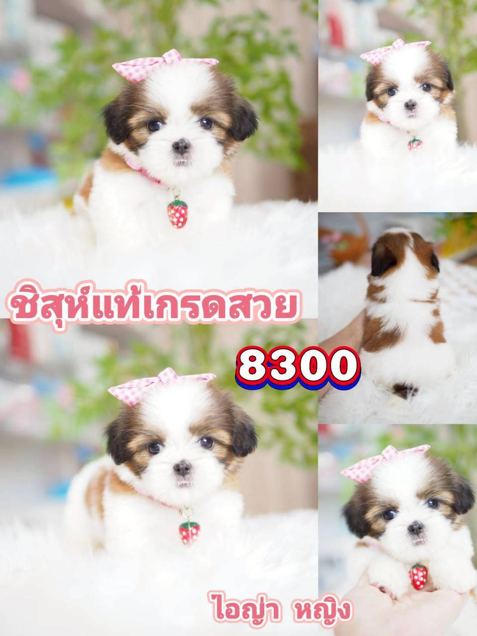 ชิสุห์แท้