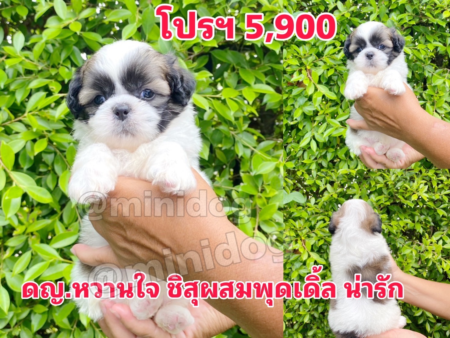 ชิสุผสมพุดเดิ้ล