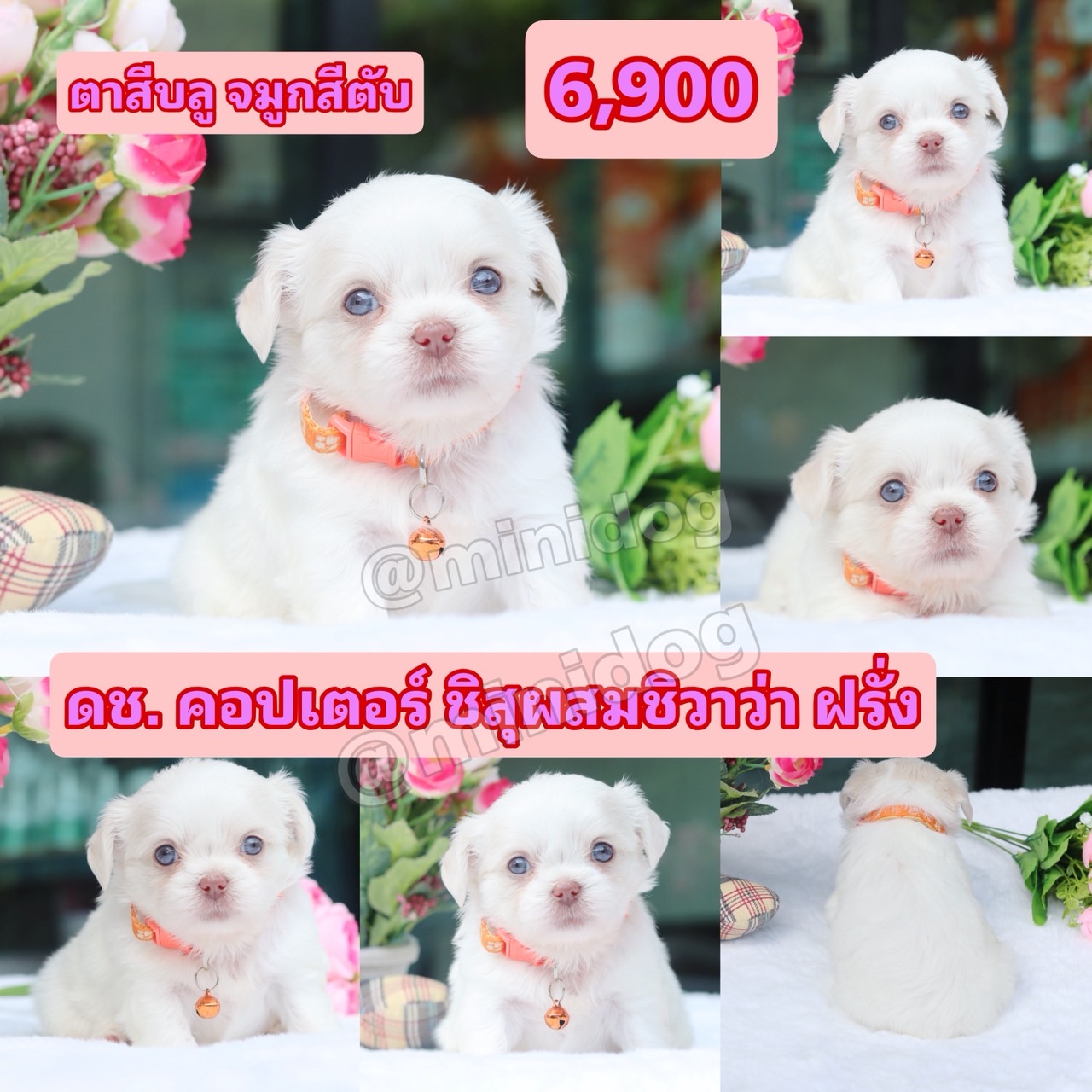 ชิสุผสมชิวาว่า