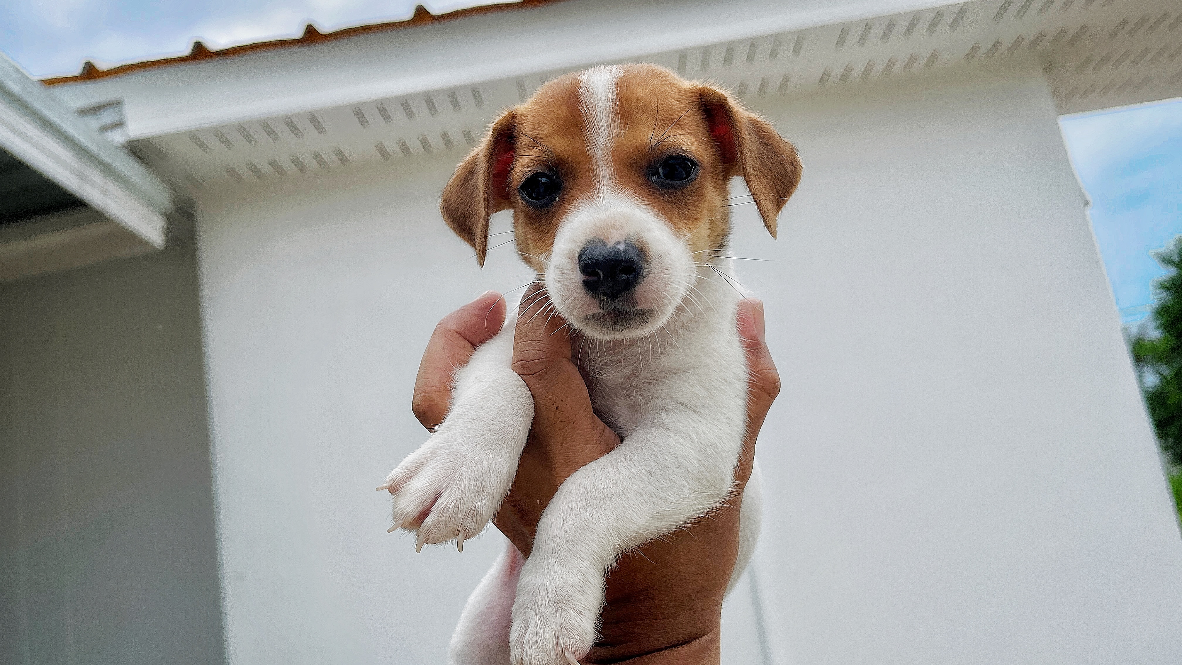 ลูกสุนัข Jackrussell