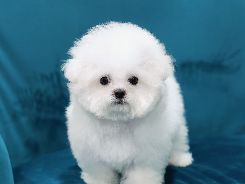 BCF-45138 บิชองฟรีเซ่ เพศหญิง หน้ากลมสีขาวนวล ตากลม น่ารัก สนใจน้องสอบถาม Line:@...