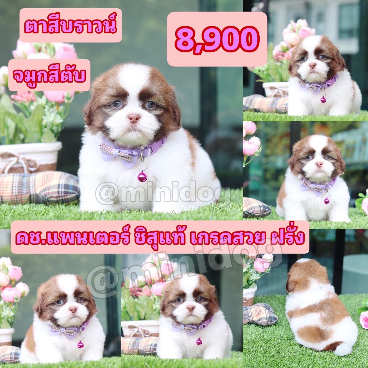 ชิสุแท้เกรดสวย