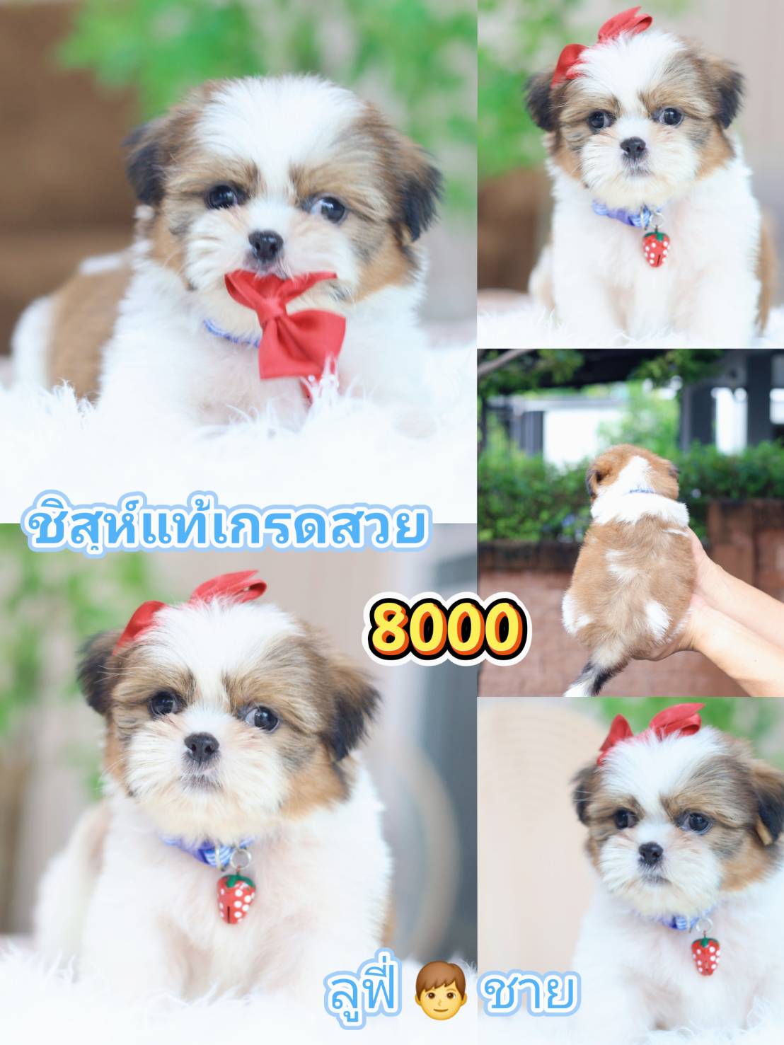 กิ๊ฟซ่าชิสุ