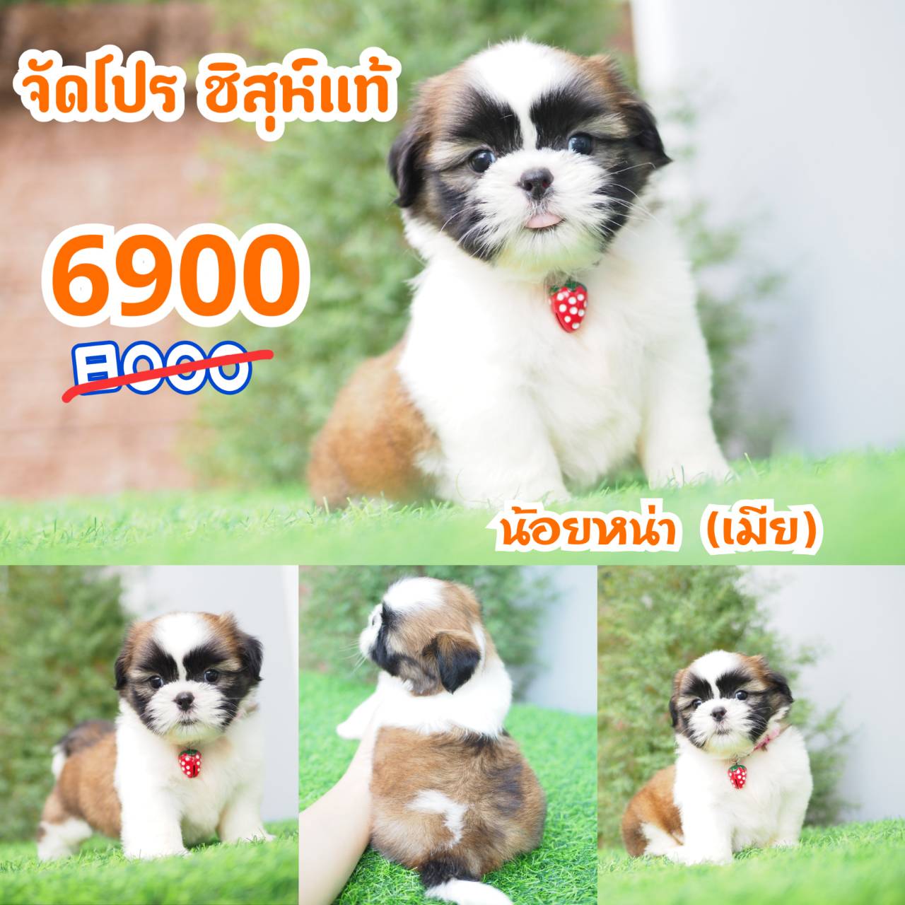 ชิสุห์แท้ กิ๊ฟซ่า