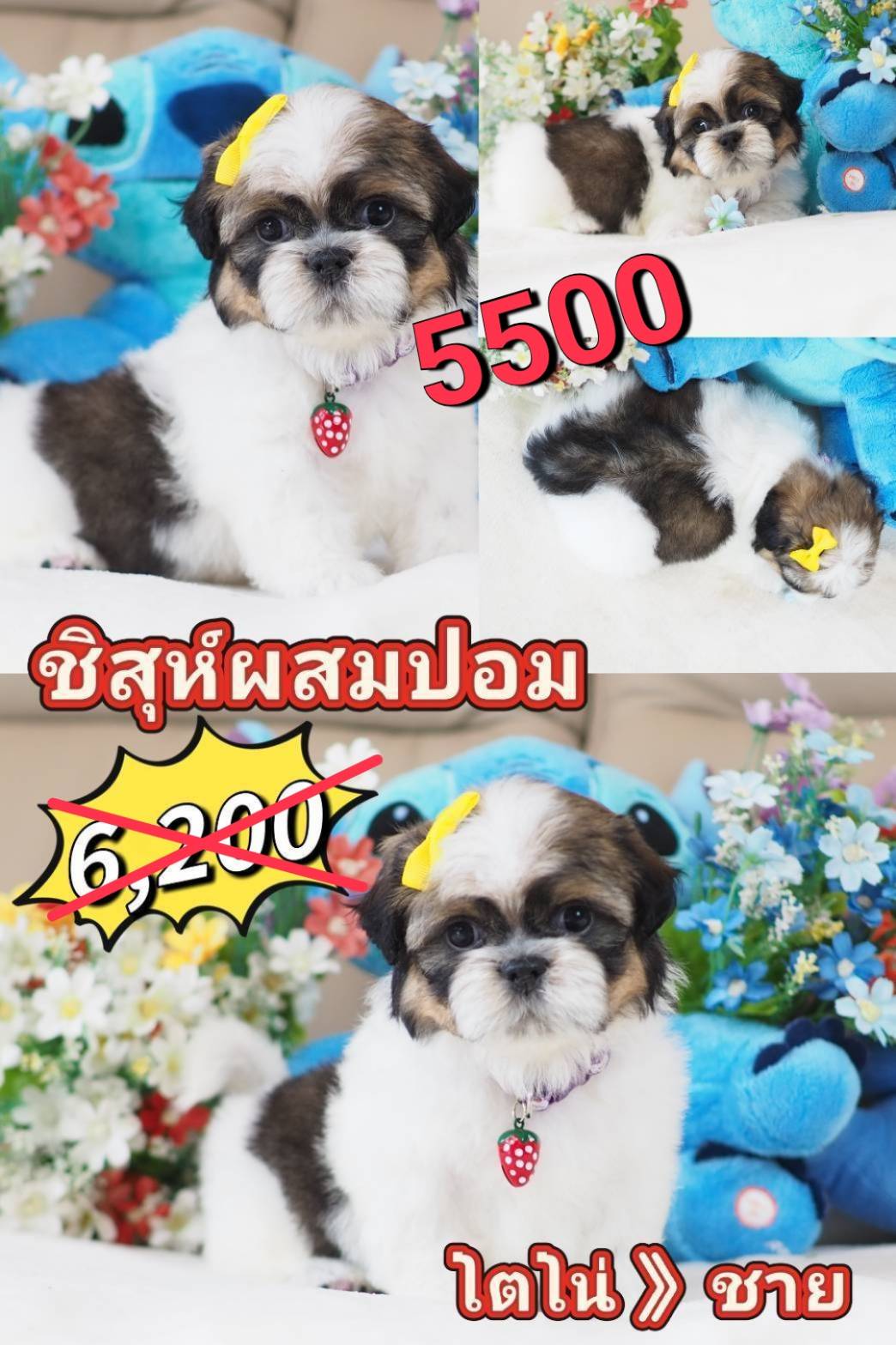 Shihtzu