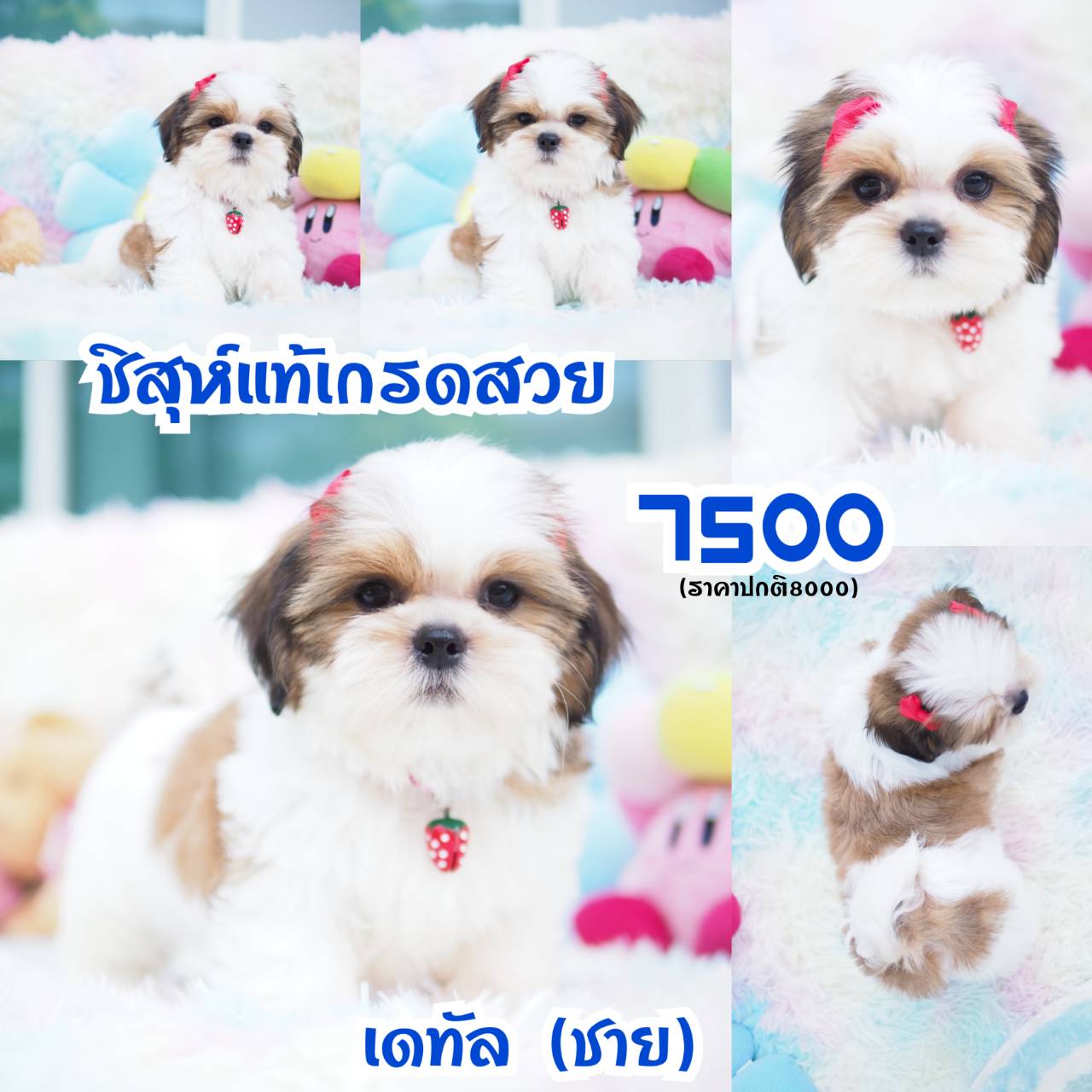 ❣️กิ๊ฟซ่า ชิสุ