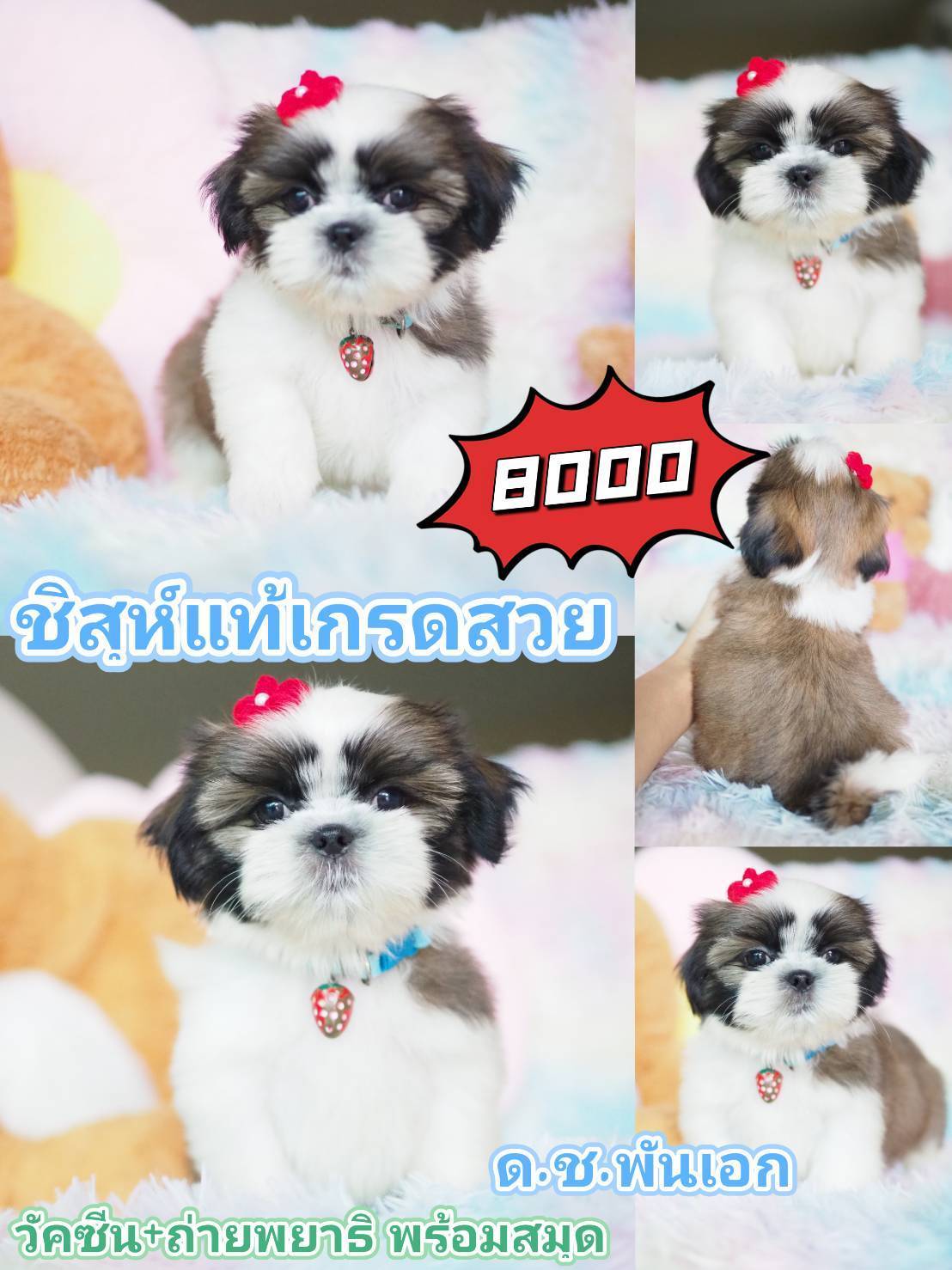 กิ๊ฟซ่า พร้อมวัคซีน