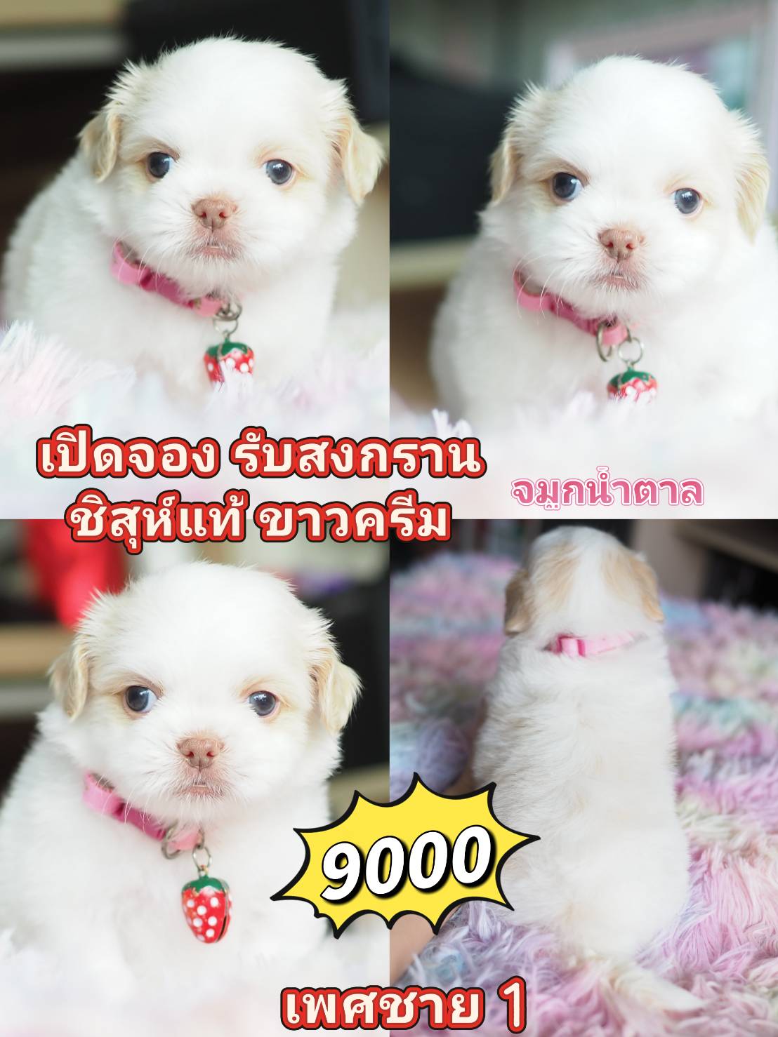 ชิสุห์ ขาวครีม สายฝ. 9000