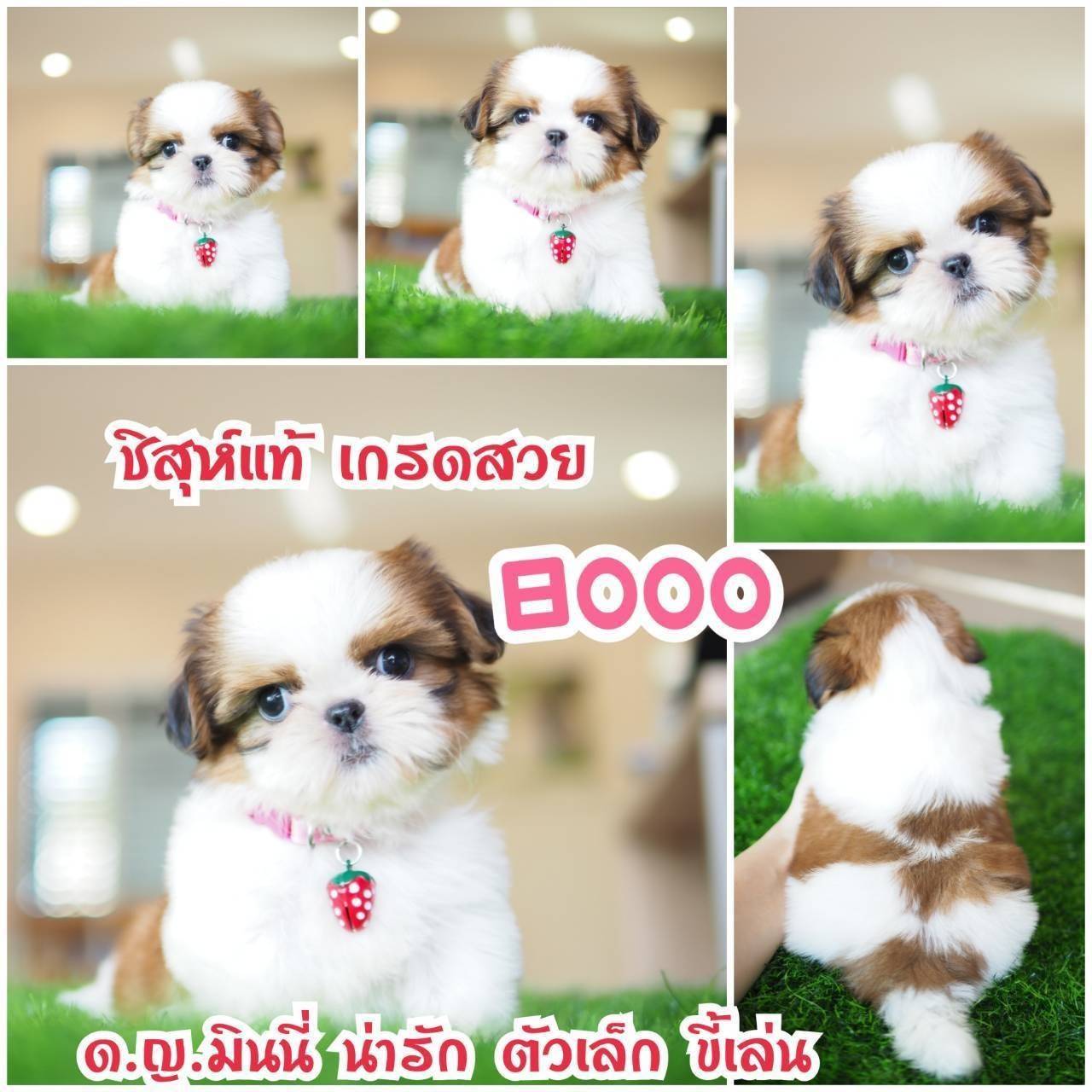 Shihtzu kibzaa