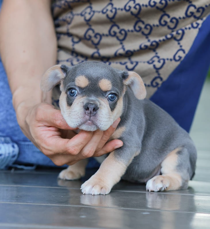 เฟรน บลูด็อก FHF-10958 เพศหญิง สี BlueTan ตัวจิ๋วตัวเล็กมาก สีสวย เป็นเจ้าเด็กอ้...