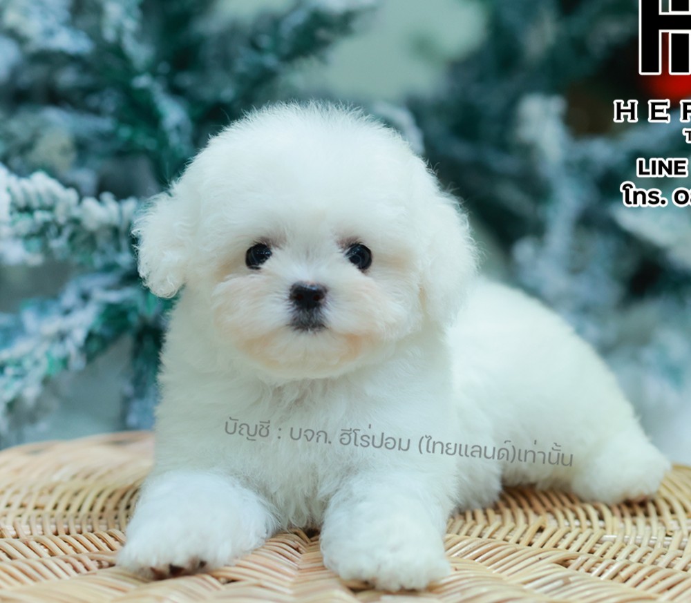 มินิบิชอง BCF-10757 เพศหญิง สีขาว สวยหวานลูกคุณ ตัวเล็ก ขนนุ่ม สายเลือดคุณพ่อคุณ...