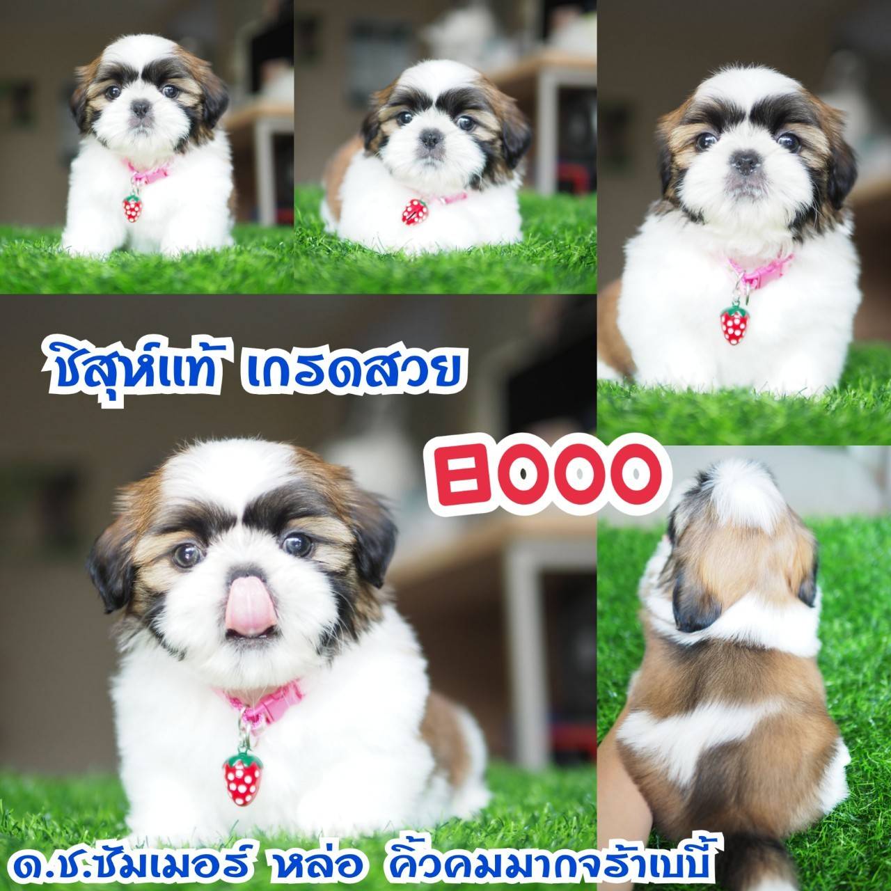 อาณาจักรกิ๊ฟซ่า แหล่งรวบรวม ชิสุห์ สุดน่ารัก