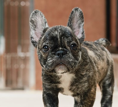 FHM-50803 เพศชาย สีดำลายเสือ อายุ 2 เดือน ใบหูเล็ก สายเลือดเยี่ยม หน้าสั้น โครงส...