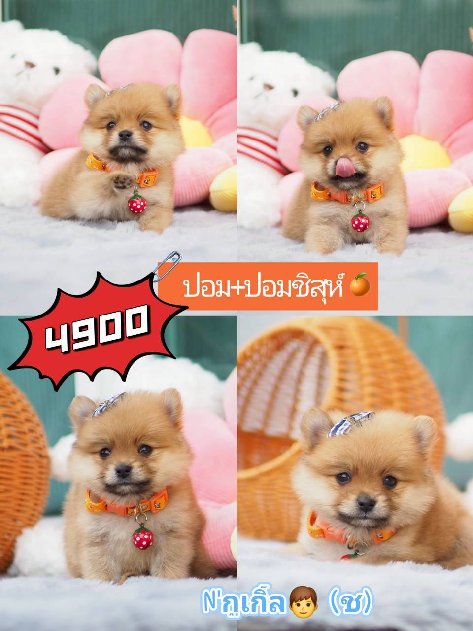 ปอมชิสุ กิ๊ฟซ่า