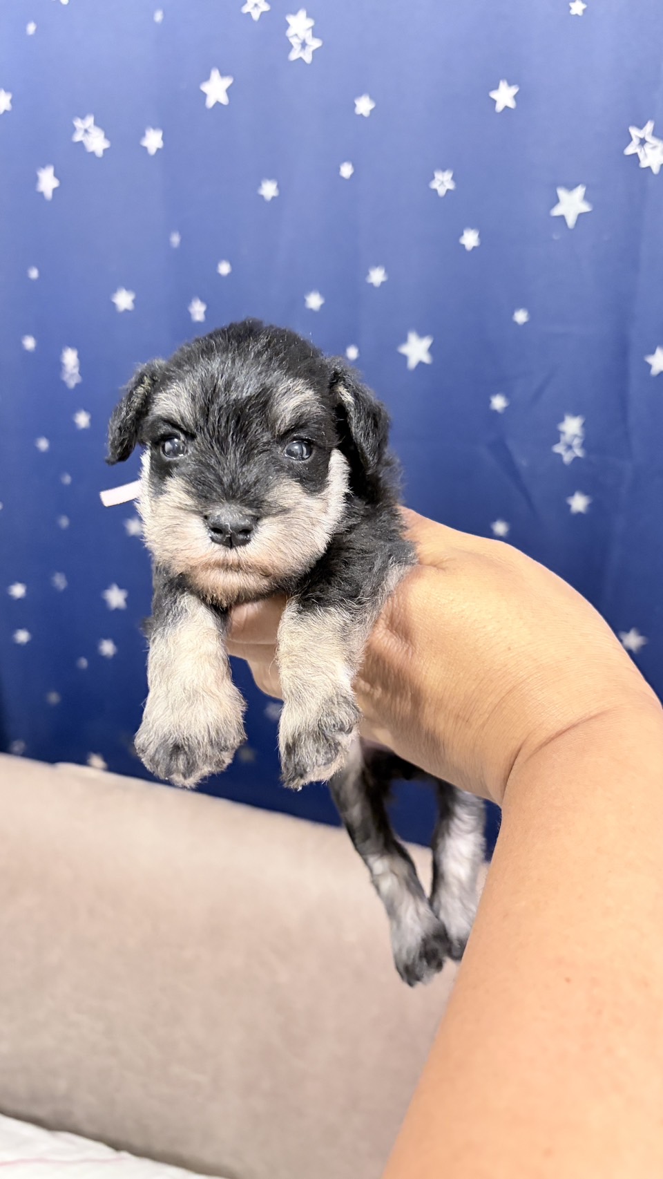 ชเนาเซอร สีดำ เพศเมีย ตัวเล็กๆ  โทร0619366111