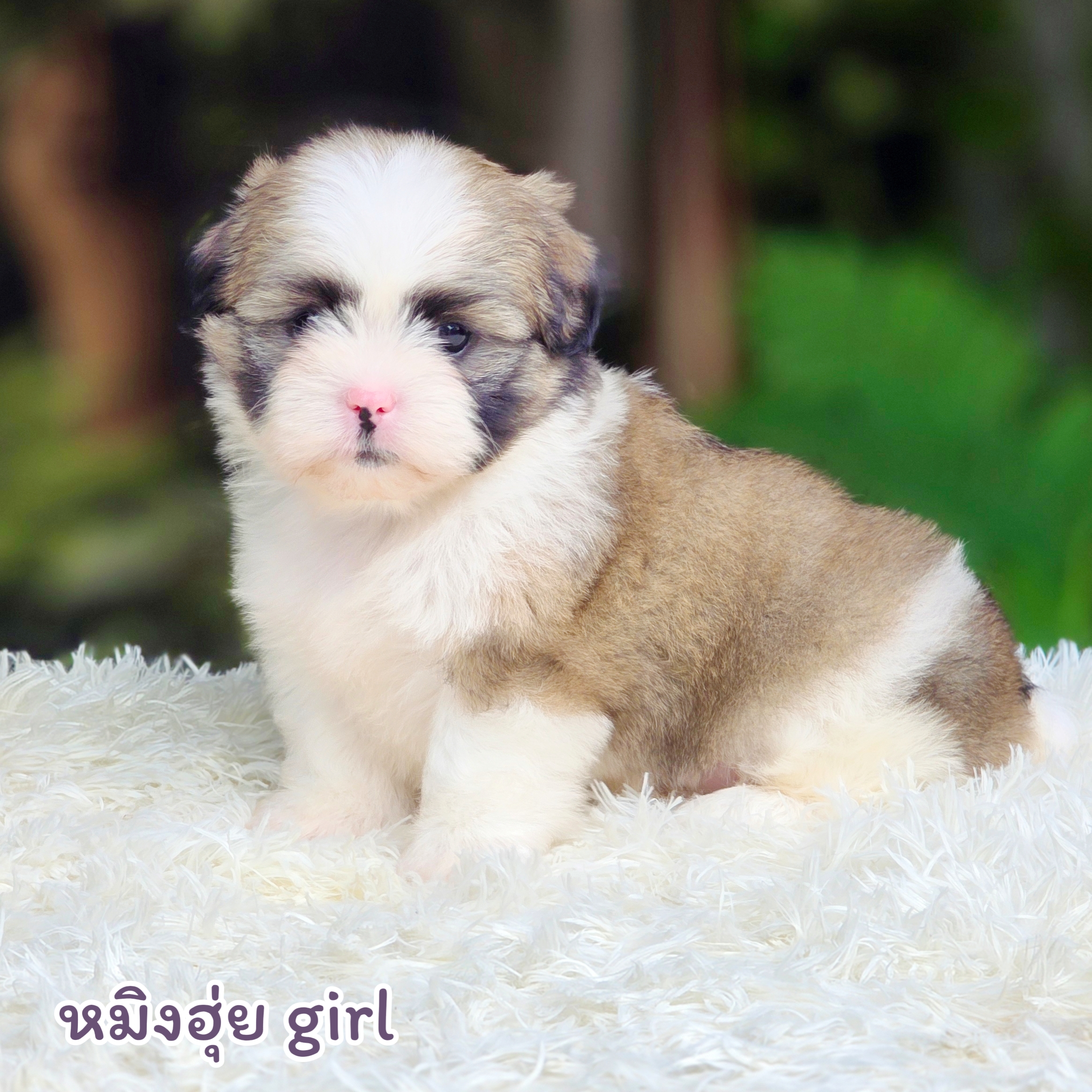 ชิสุแท้เพศเมีย