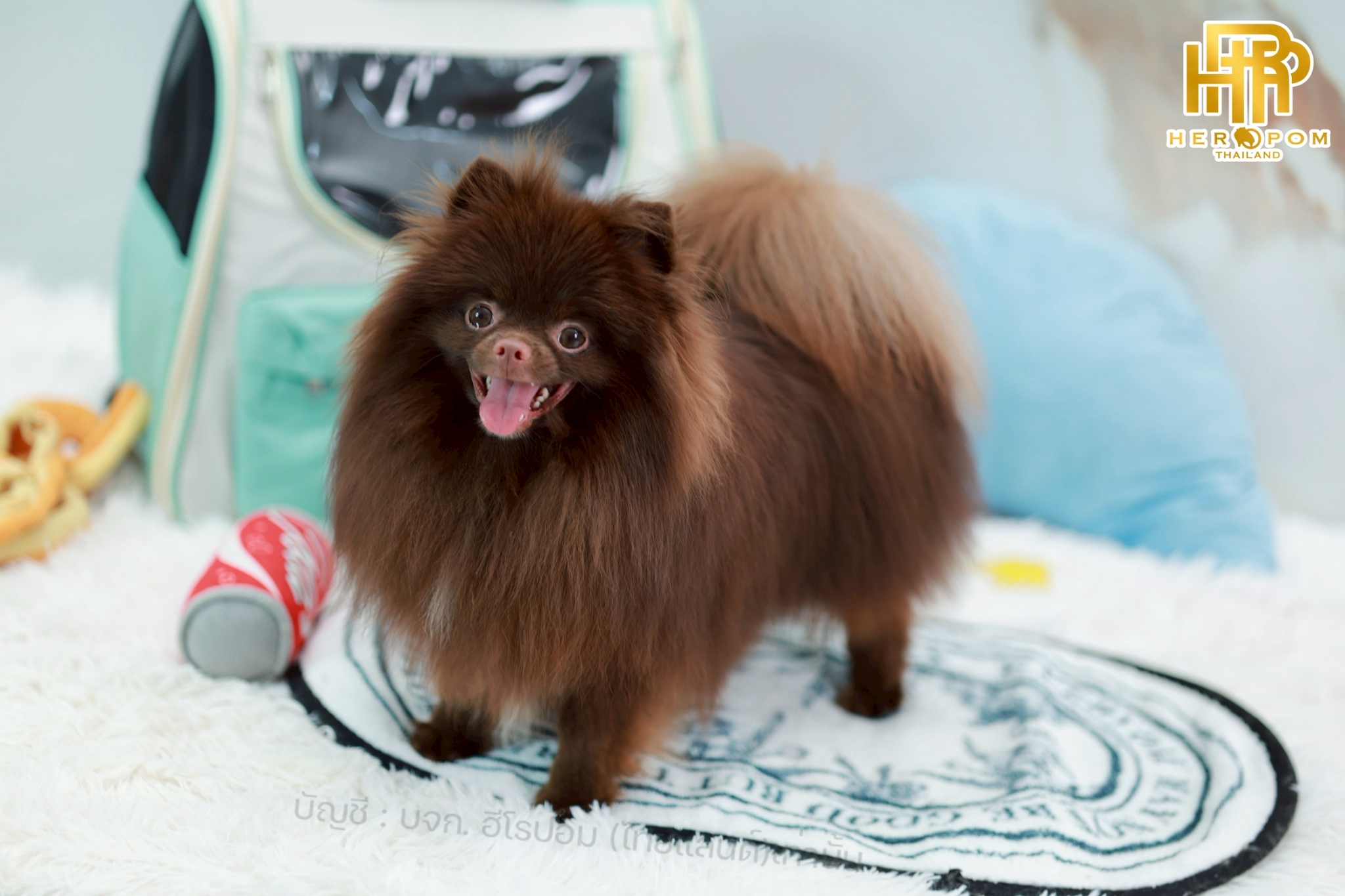 ปอมแท้ ปอมหน้าสั้น HRM-36804 เพศชาย สีช็อคแทน อายุ 10 เดือน น่ารักมาก ๆ ถ่ายรูปแ...