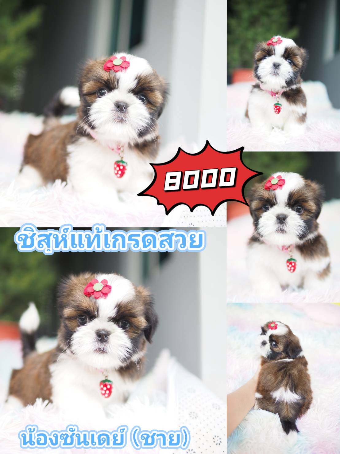 Shihtzu  กิ๊ฟซ่า ชิสุห์แท้