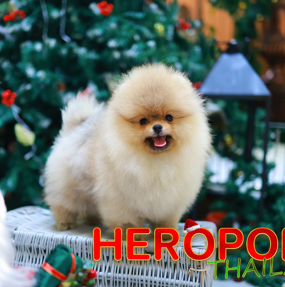 ปอมแท้ ปอมหน้าหมี HRF-10387 เพศหญิง สีส้ม อายุ 2 เดือน ขนแน่น ขาใหญ่ กินเก่ง หน้...