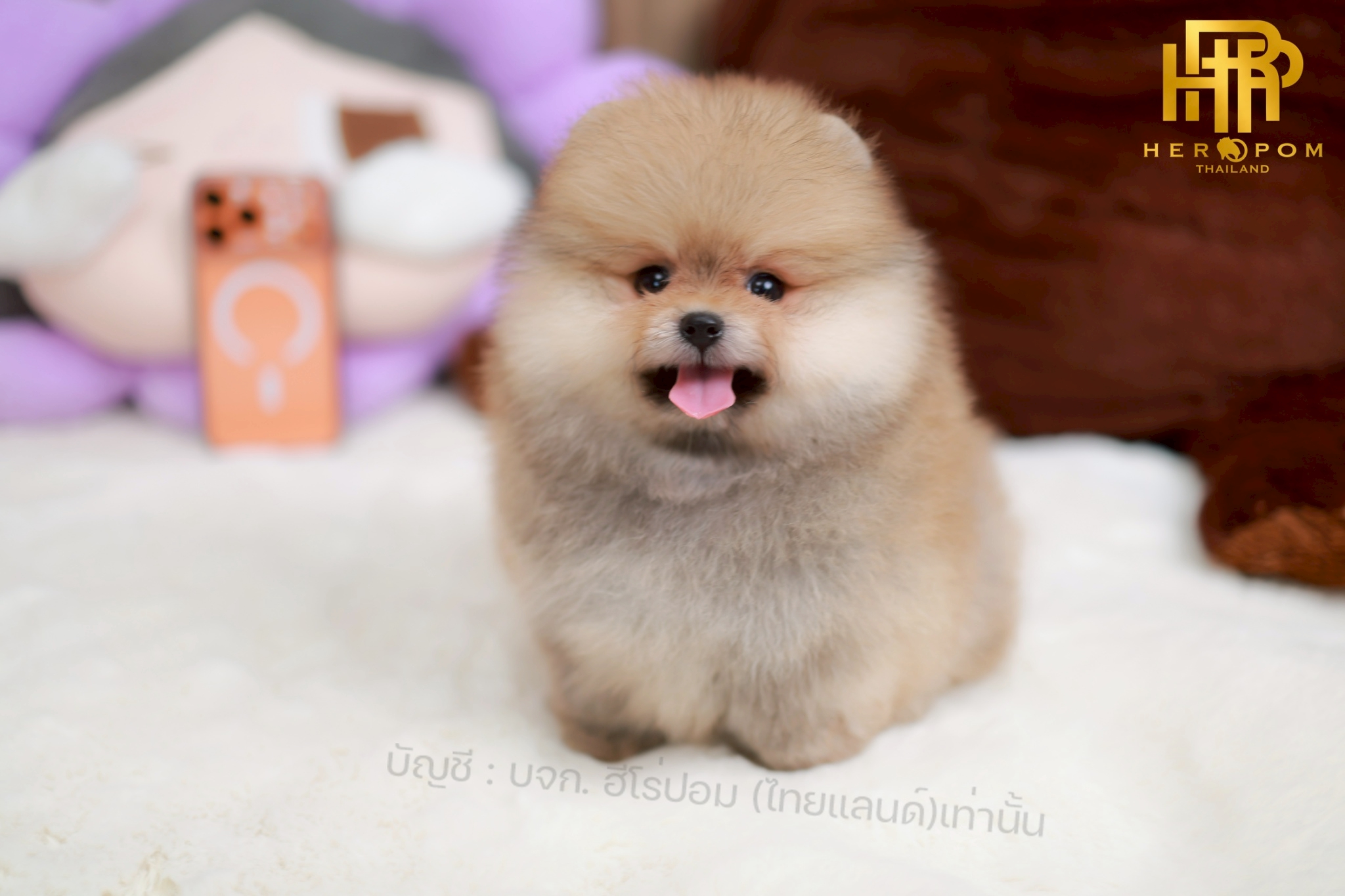 ปอมแท้ ปอมหน้าสั้น HRM-10753 เพศชาย สีส้ม อายุ 2 เดือน น่ารักมาก ๆ ถ่ายรูปแล้วขึ...