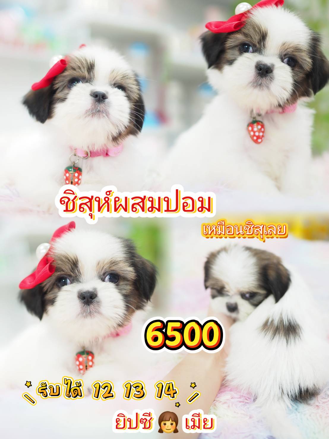 กิ๊ฟซ่าชิสุ
