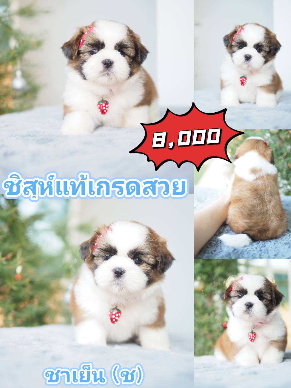 กิ๊ฟซ่า ลดได้